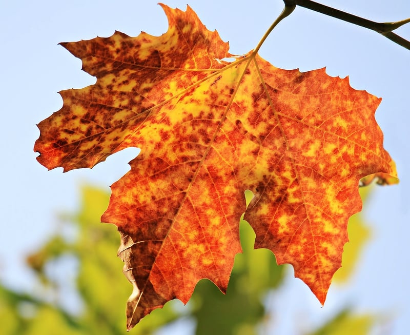 Fall Garden