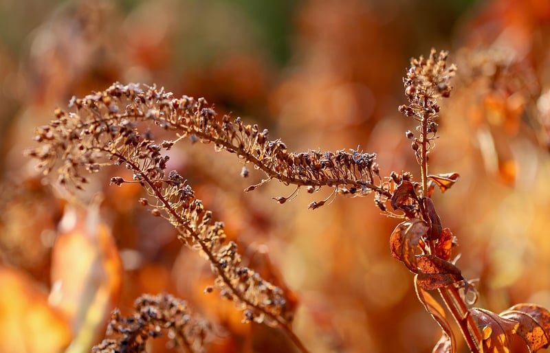 Fall Harvest