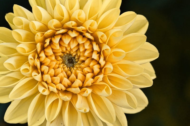 Garden Texture