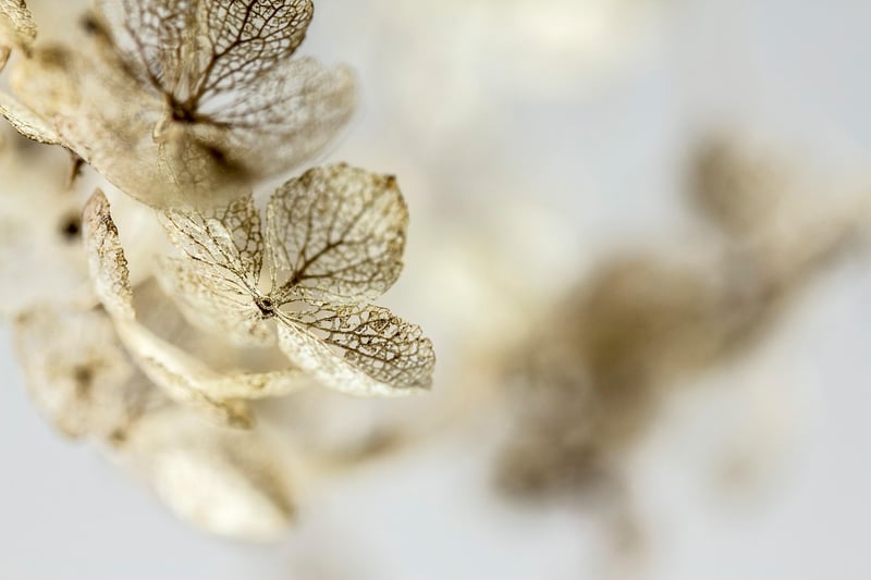 Hydrangea