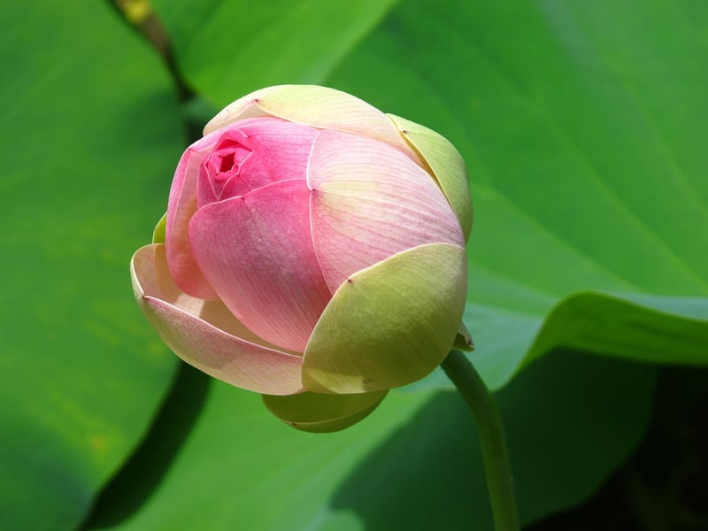 Lily