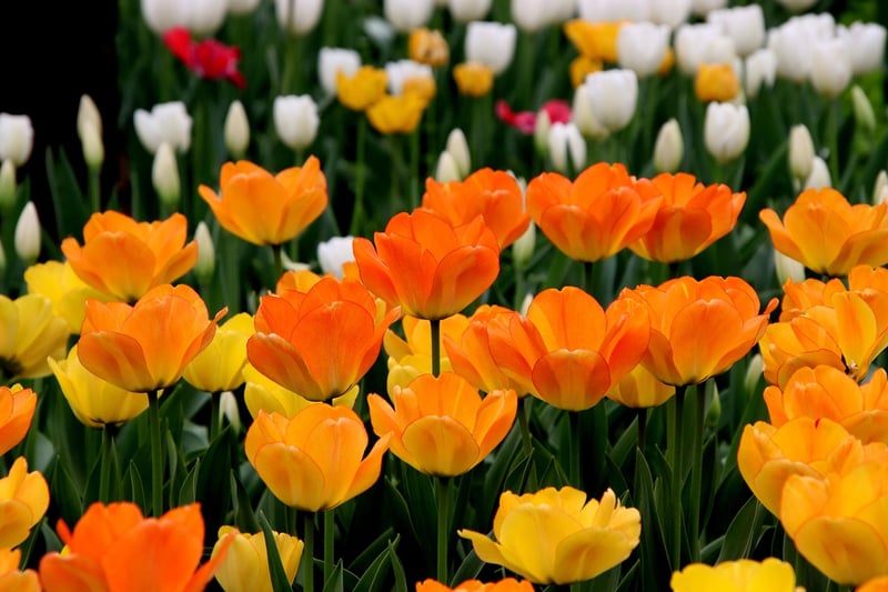Tulip